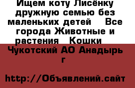 Ищем коту Лисёнку дружную семью без маленьких детей  - Все города Животные и растения » Кошки   . Чукотский АО,Анадырь г.